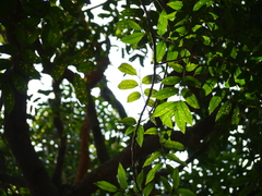 Dysoxylum gotadhora