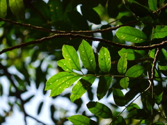 Dysoxylum gotadhora