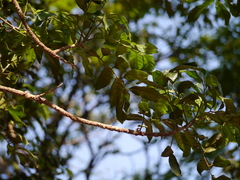 Dysoxylum gotadhora