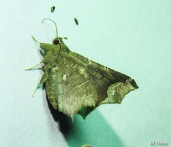 Amphigonia hepatizans