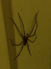 Pisaurina