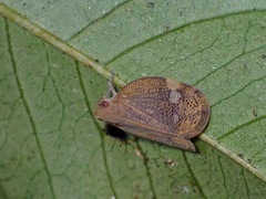 Mindura walkeri