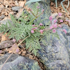 Lomatium engelmannii