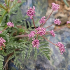 Lomatium engelmannii