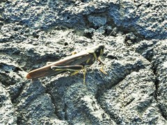 Schistocerca melanocera