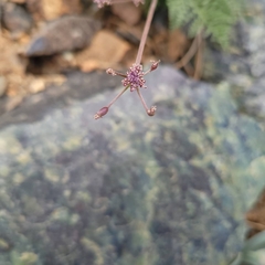 Lomatium engelmannii