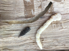 Polycesta tularensis