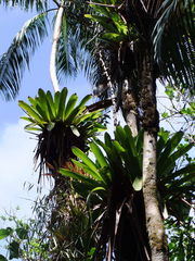 Glomeropitcairnia erectiflora