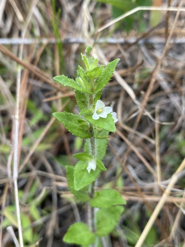 Gratiola pilosa Michx.