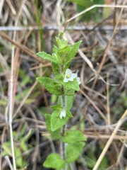 Gratiola pilosa
