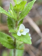 Gratiola pilosa