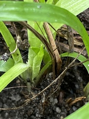 Chamaescilla corymbosa