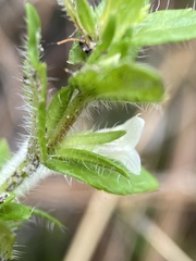Gratiola pilosa