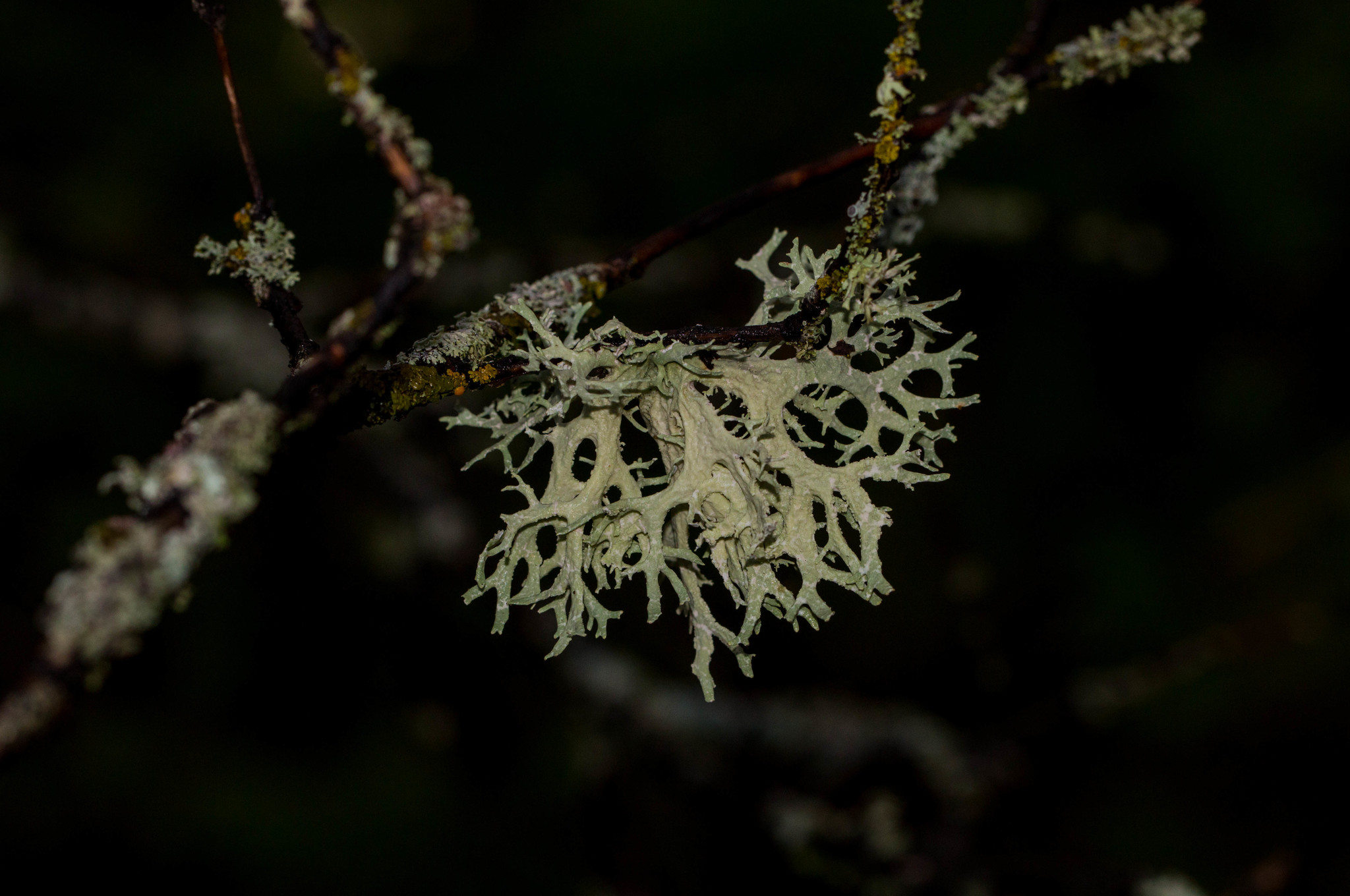 Evernia prunastri image