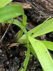 Chamaescilla corymbosa