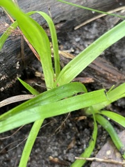 Chamaescilla corymbosa
