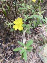 Hibbertia saligna