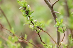 Dolichovespula alpicola
