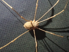 Leiobunum ventricosum