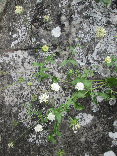 Image of Scabiosa drakensbergensis by (c) Nolan Exe, some rights reserved (CC BY)