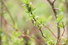 Dolichovespula alpicola