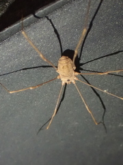 Leiobunum ventricosum