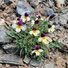Viola hallii