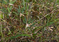 Andromeda polifolia