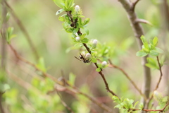 Dolichovespula alpicola