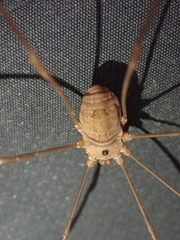 Leiobunum ventricosum