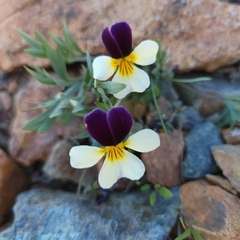 Viola hallii