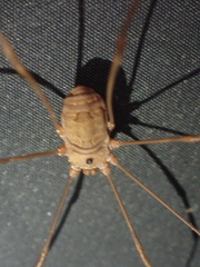 Leiobunum ventricosum