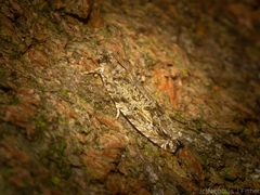 Metrioglypha phyllodes