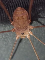 Leiobunum ventricosum