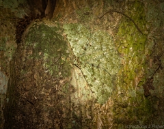 Aeolochroma viridicata