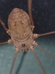 Leiobunum ventricosum