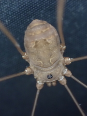 Leiobunum ventricosum