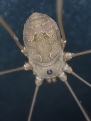 Leiobunum ventricosum