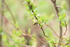 Dolichovespula alpicola