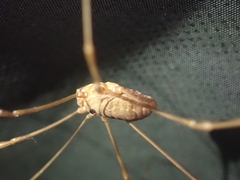 Leiobunum ventricosum