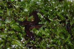 Stereochilus marginatus