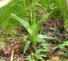 Platanthera huronensis