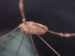 Leiobunum ventricosum