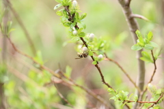 Dolichovespula alpicola