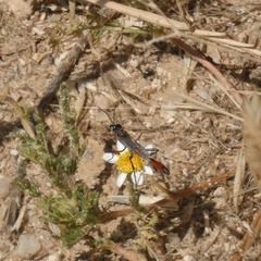 Ammophila laevicollis