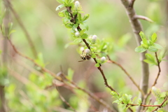 Dolichovespula alpicola