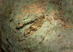 Metrioglypha phyllodes