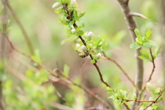 Dolichovespula alpicola
