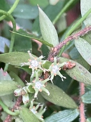 Acrotriche divaricata