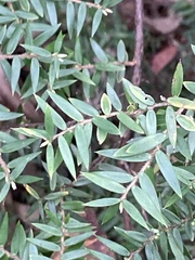 Acrotriche divaricata